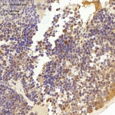 Anti-CD4 králík PAB